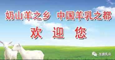 奶山羊养殖|怎样预防奶山羊乳房炎?